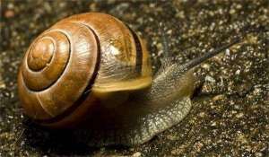 蜗牛与蚯蚓如何混养_库百科蚯蚓养殖