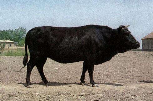 地方良种：渤海黑牛