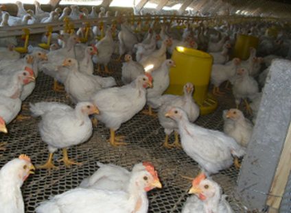 肉鸡粪便中含饲料的原因及预防