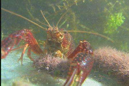 人工小龙虾养殖成活率高不高？