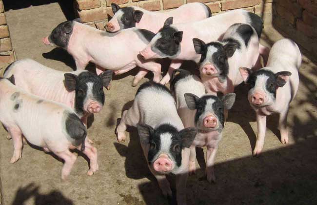 香猪养殖场的建设方案