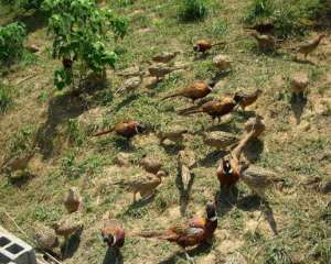 山鸡的繁殖技术与养殖技巧_库百科山鸡养殖