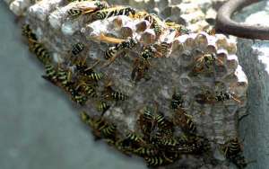 马蜂是怎样度过冬天的？_库百科养蜂养殖