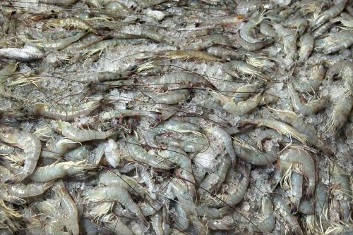 南美白对虾养殖周期