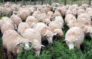 肉羊品种养殖有何养殖优势？_库百科肉羊品种_库百科养羊