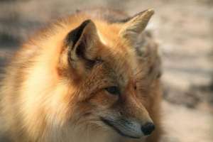 养殖最常见的狐狸品种_库百科狐狸养殖