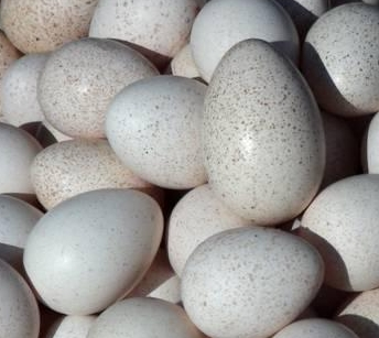 火鸡蛋的营养价值有什么?