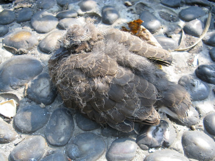 斑鸠一年可以繁殖几窝