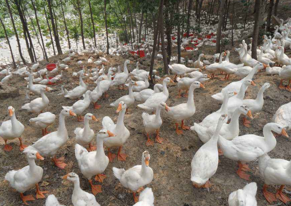 养殖肉鸭省料的方法