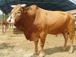 鲁西黄牛的品种特征_库百科养牛
