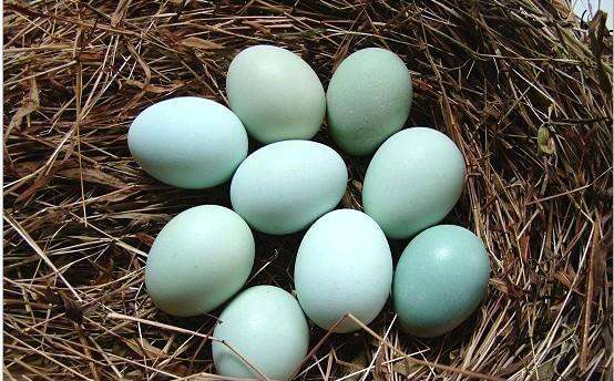 绿壳土鸡蛋的营养价值、食用功效及价格