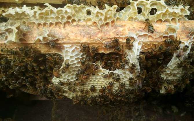 蜂群中的蜂王是怎样产生的？