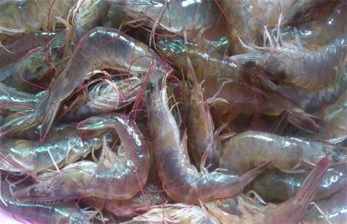 南美白对虾养殖技术