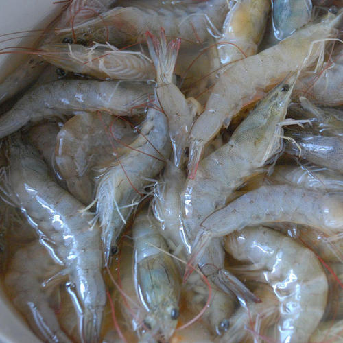 南美白对虾养殖周期