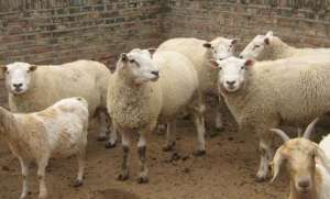 养50只羊利润与成本是多少_库百科肉羊养殖利润_库百科养羊
