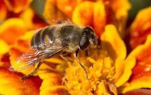 蜜蜂和蚂蚁有什么区别？_库百科养蜂养殖