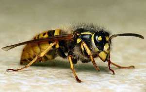 胡蜂和马蜂的区别_库百科养蜂养殖