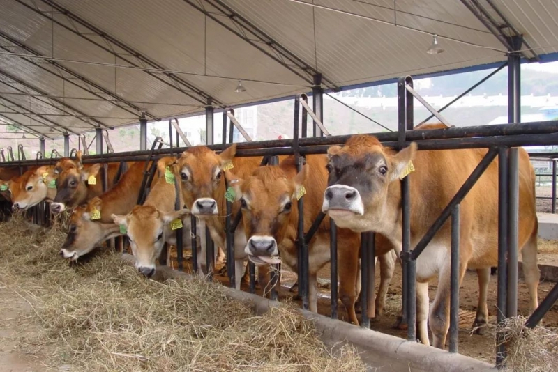 六大肉牛养殖常见病