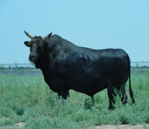 地方良种：渤海黑牛