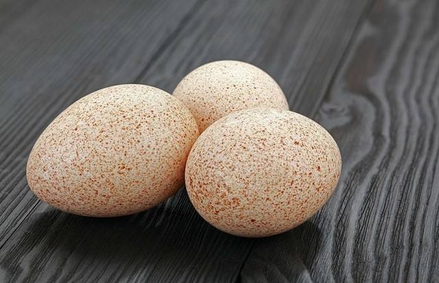 山鸡蛋的孵化需要注意什么