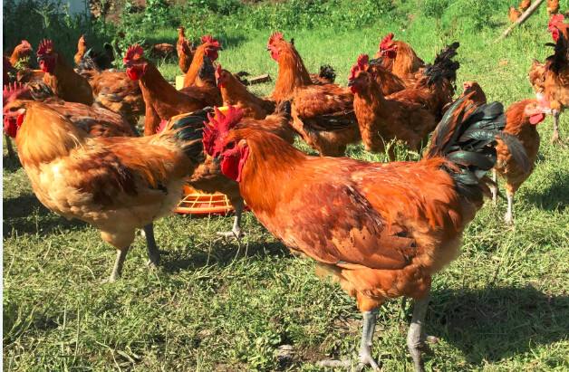 土鸡的养殖方式与疾病防治