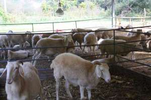 标准化肉羊养殖基地如何建设_库百科肉羊养殖_库百科养羊