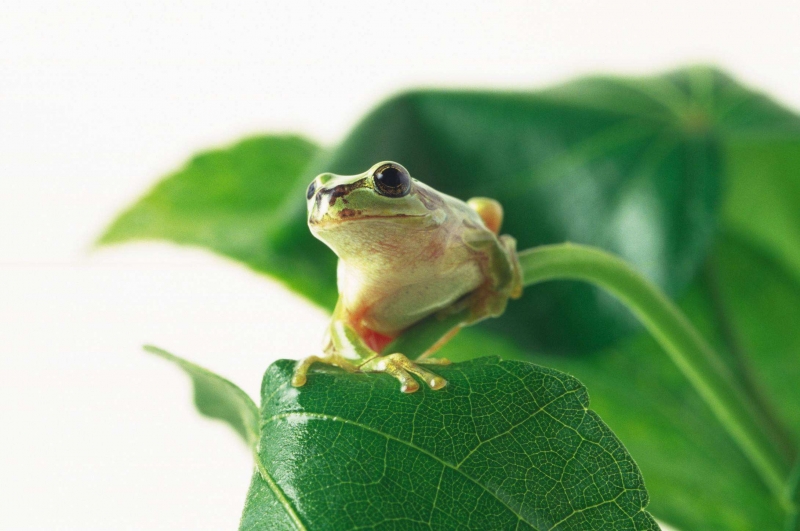 林蛙养殖的经济效益分析