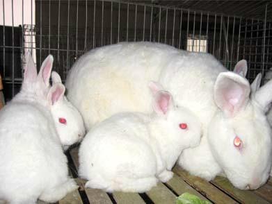 提高肉兔受胎率的方法