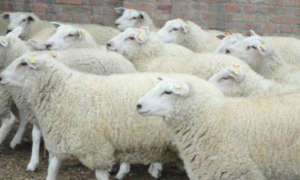 肉羊的品种介绍和引进_库百科肉羊品种_库百科养羊