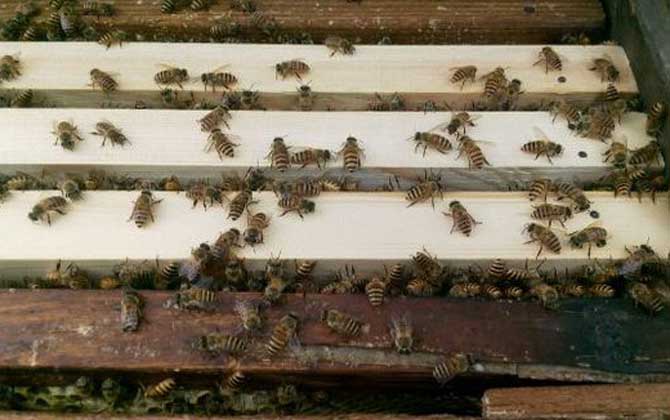 蜜蜂冲群是什么原因？