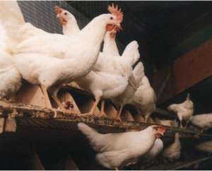 肉鸡马立克氏病的临床表现、诊断及防控方法_库百科肉鸡养殖
