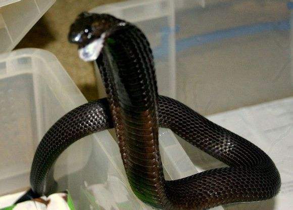 孟加拉眼镜蛇怎么养？