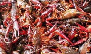 淡水小龙虾不同发育阶段的养料特点_库百科龙虾养殖
