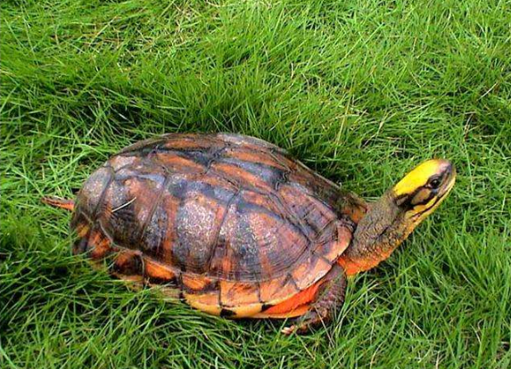 养殖黄喉拟水龟时的注意事项