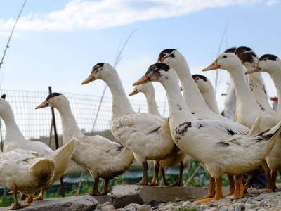 高效生态养鸭技术的效果及优点