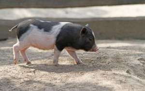 关于母猪饲养问题的思考和解决方法_库百科母猪养殖_库百科养猪