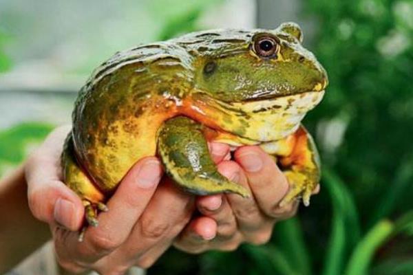 牛蛙的养殖饲养管理技术
