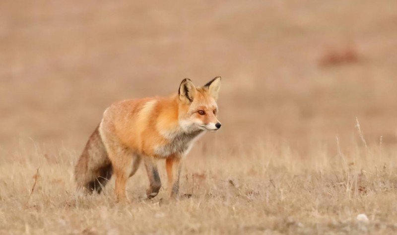 稀有狐狸的种类介绍