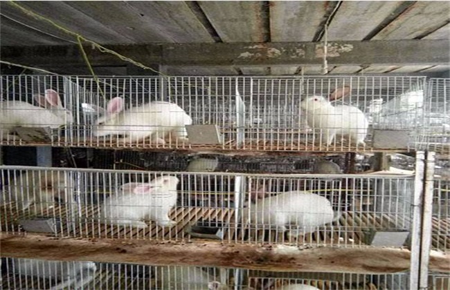 春季安哥拉长毛兔的养殖管理技术