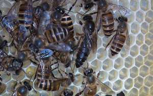 养蜜蜂怎么防止蚂蚁？_库百科养蜂养殖
