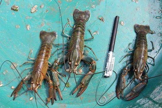 澳洲淡水小龙虾养殖技术