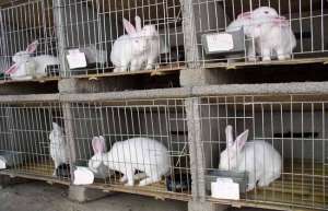 獭兔养殖选种到饲养的技术详解_库百科兔子养殖