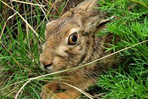 野兔养殖：了解野兔特性_库百科兔子养殖