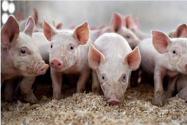 养殖技术：猪疫苗过敏了如何处理？