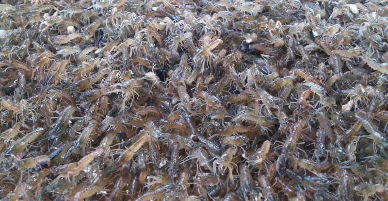 澳洲淡水龙虾养殖方法和繁育技术