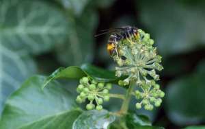 马蜂和蜜蜂的区别_库百科养蜂养殖