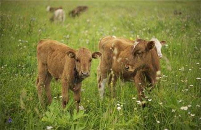 牛感冒的原因以及防治方法