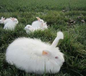 法国、德国、英国安哥拉兔的区别_库百科兔子养殖