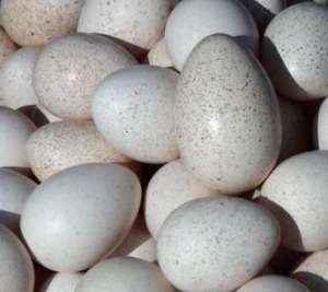 火鸡蛋的营养价值有什么-_库百科火鸡养殖