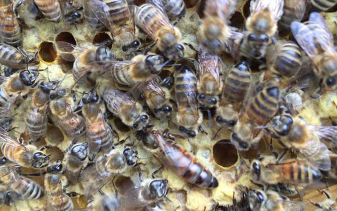 蜂群中的蜂王是怎样产生的？